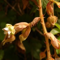 Rubus indicus Thunb.